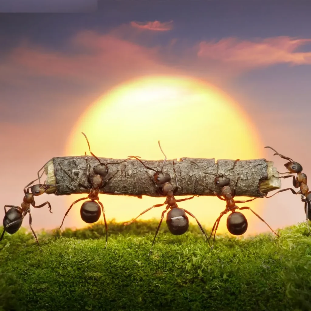 Clever Ant Puns