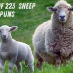 Sheep Puns