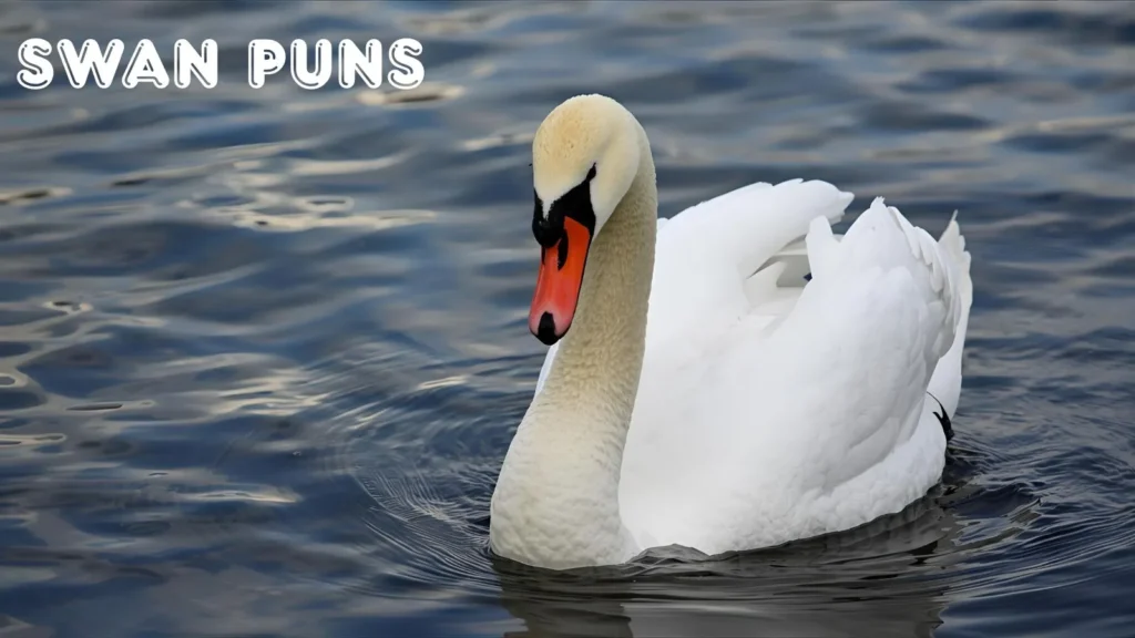 Swan Puns