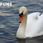 Swan Puns