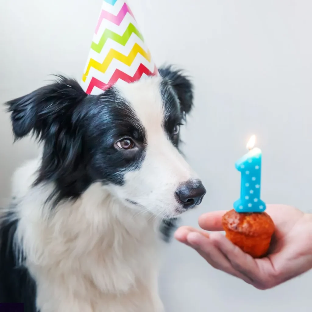 Animal Birthday Puns