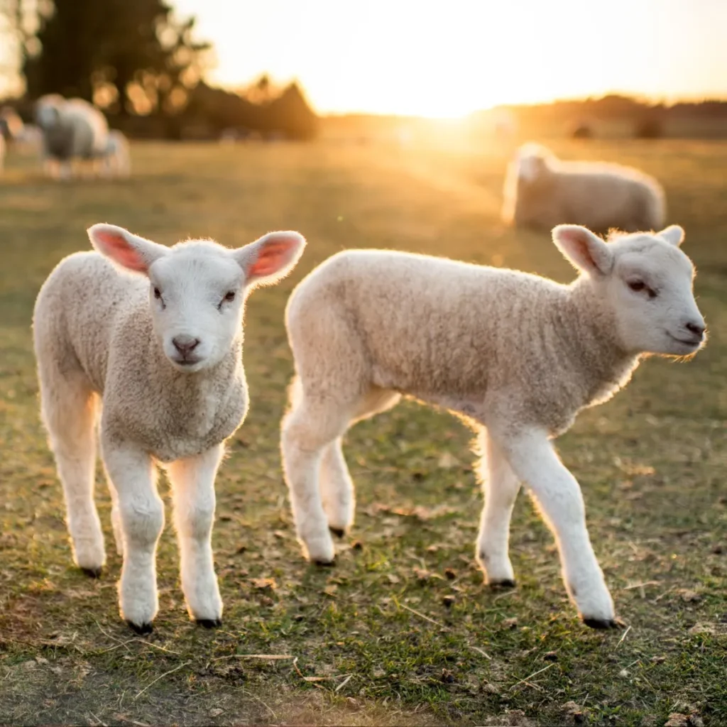Baby lamb puns