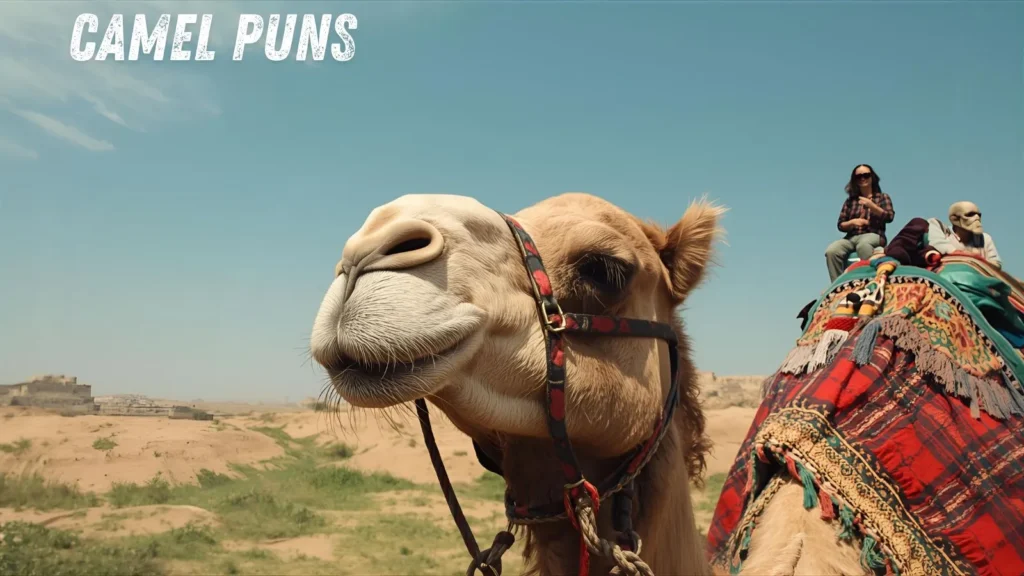 Camel Puns