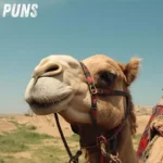 Camel Puns