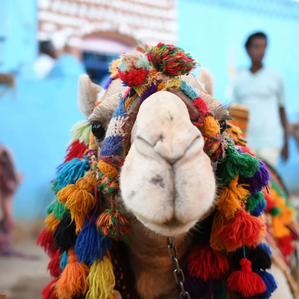 Cute Camel Puns