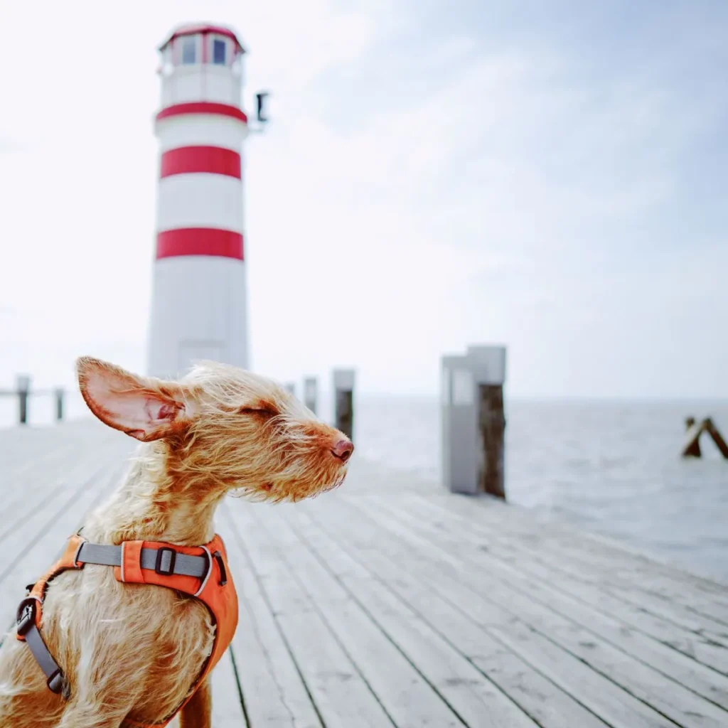 Funny Beach Puns for Instagram Captions