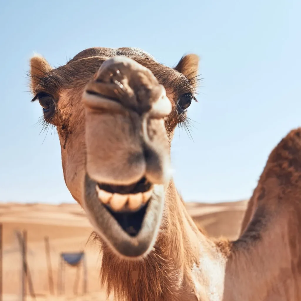 Funny Camel Jokes