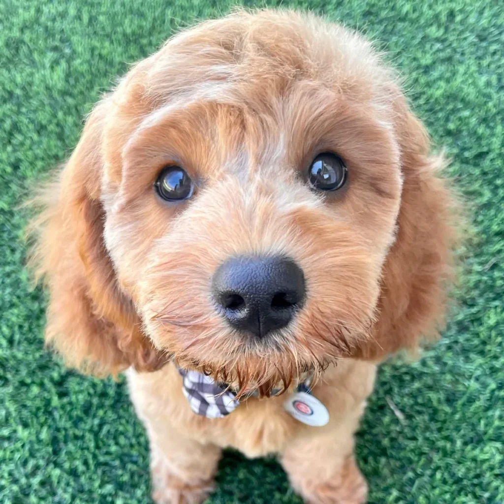 Hilarious Puppy Jokes to Share