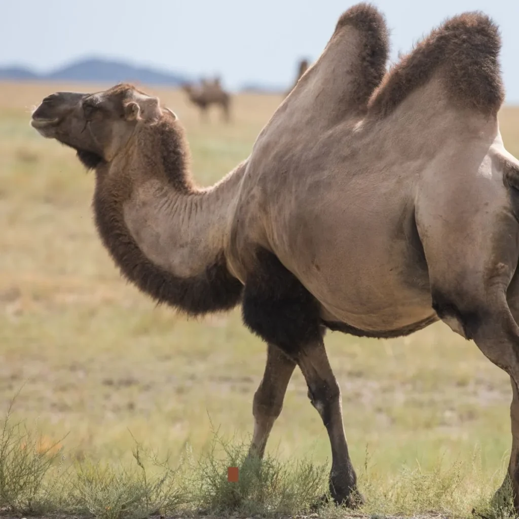 Hump Day Puns
