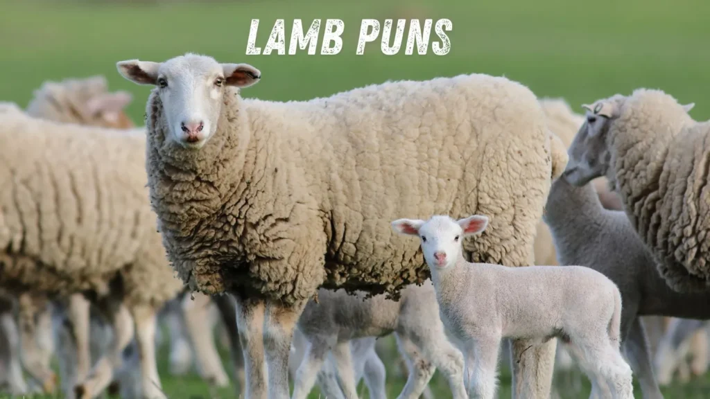 Lamb Puns