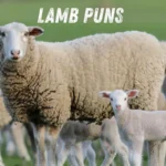 Lamb Puns