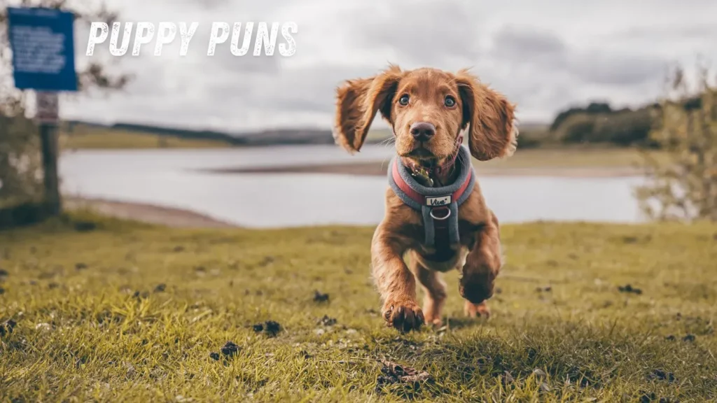 Puppy Puns