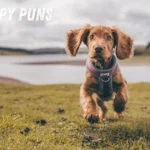 Puppy Puns