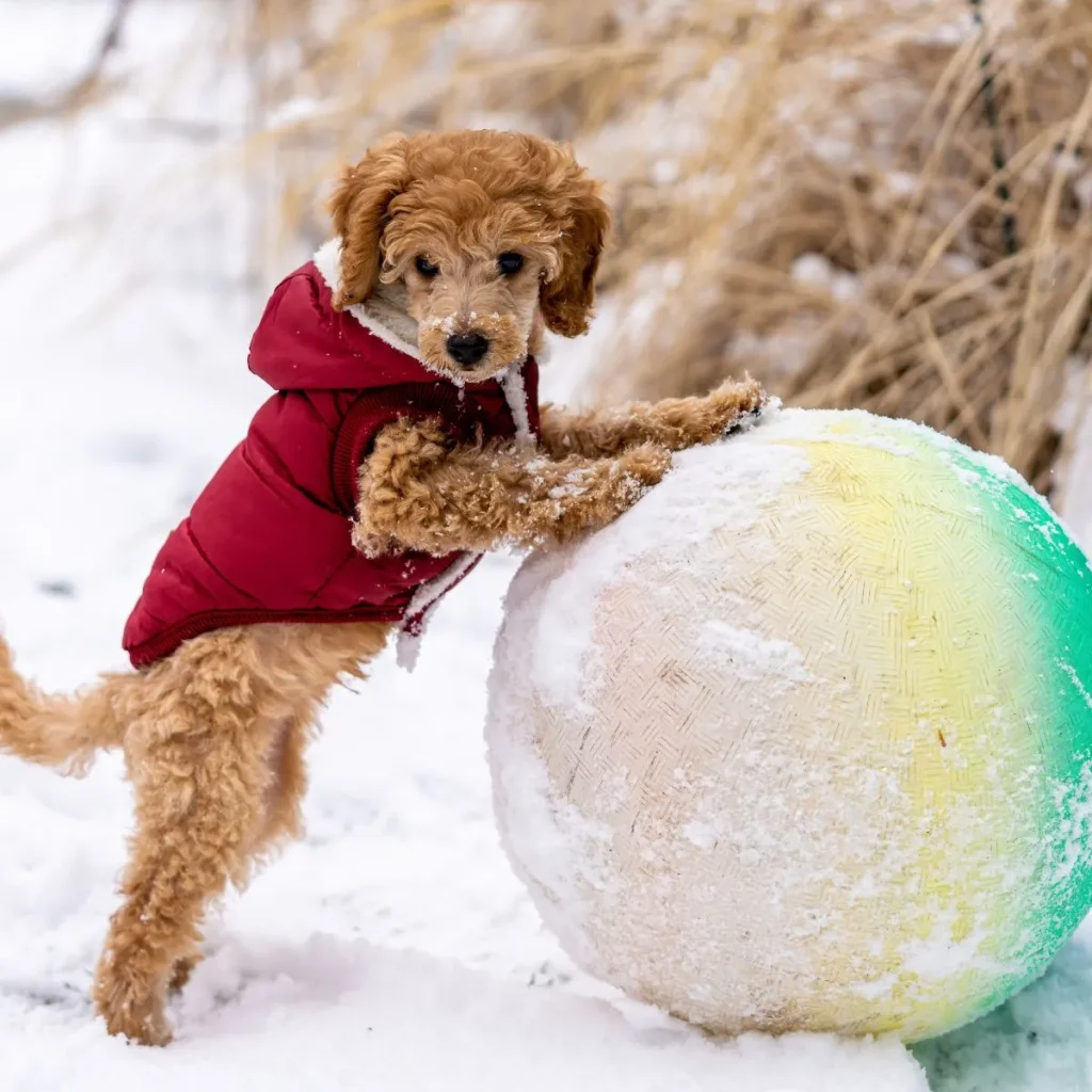 Puppy Puns for Winter & Holidays