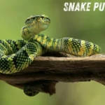 Snake Puns