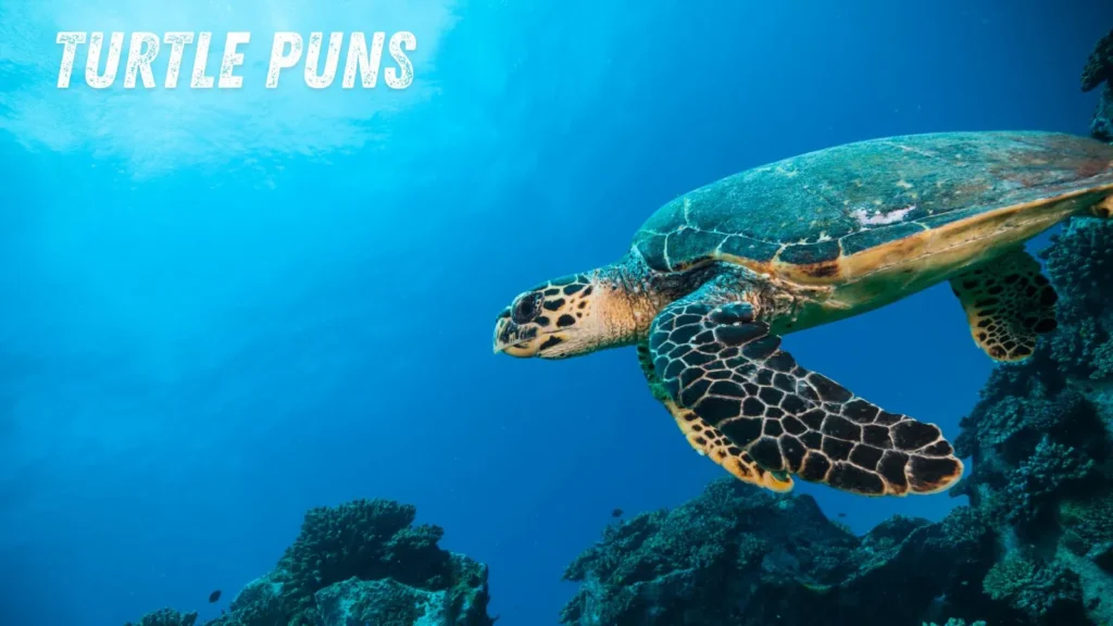 Turtle Puns