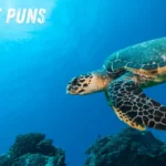 Turtle Puns