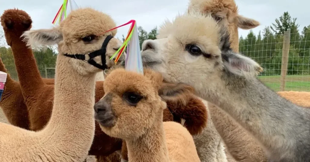 Alpaca Birthday Puns