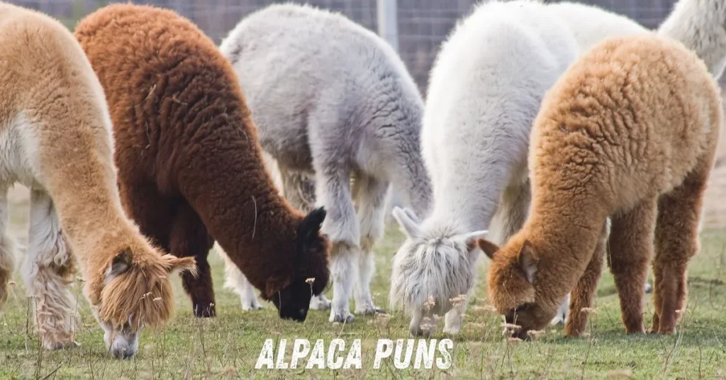 Alpaca Puns