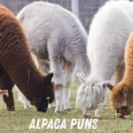 Alpaca Puns
