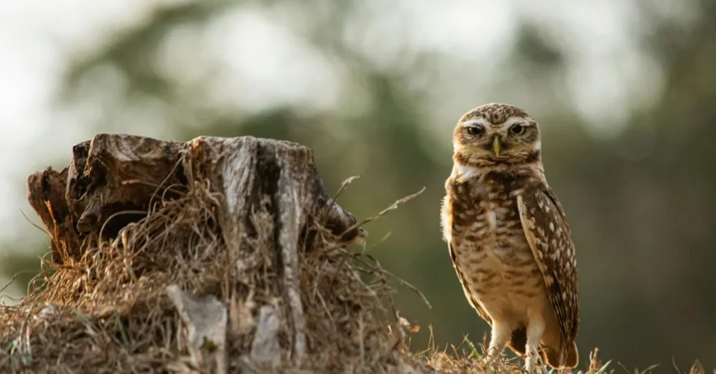 Clever Bird Puns for Everyday Life