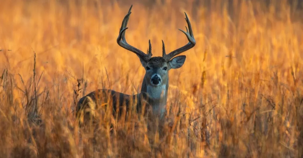 Clever Deer Puns for Kids