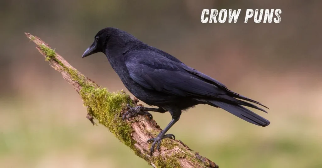 Crow Puns