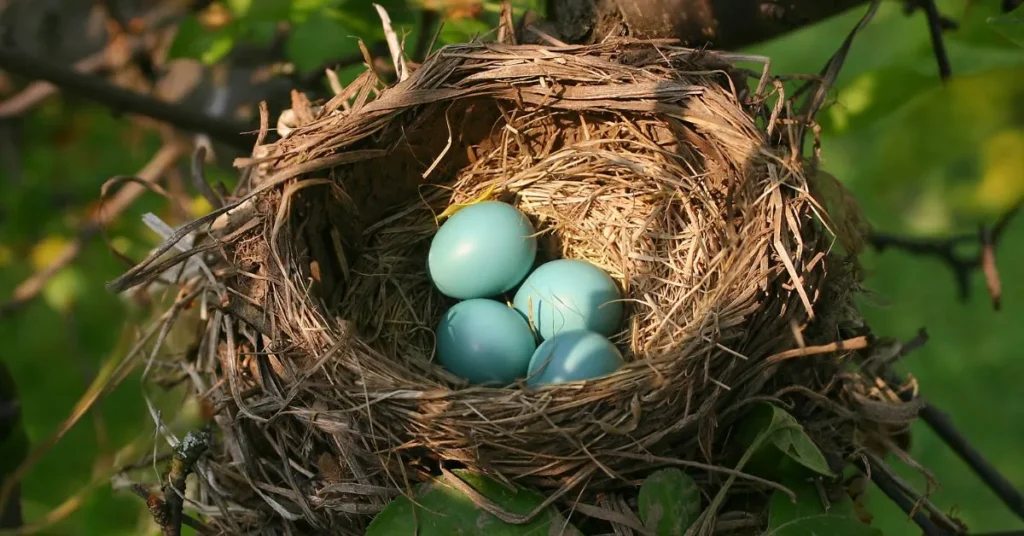 Egg-citing Bird Puns for Instagram Captions