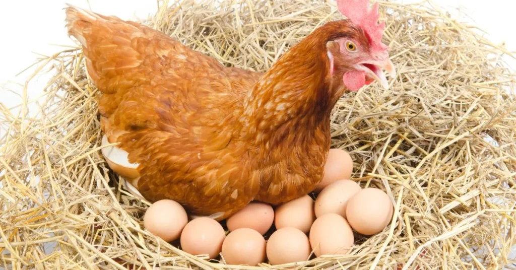 Egg-citing Hen Jokes