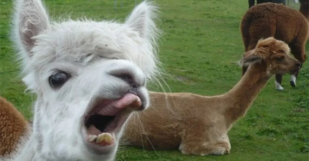 Funny Alpaca Jokes and Wordplay