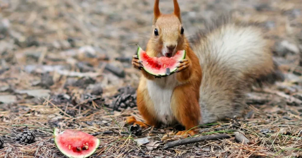 Funny Watermelon Puns for Instagram Captions