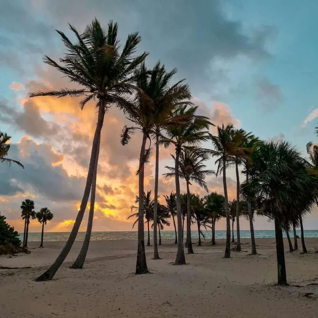 Palm Tree Puns for Tropical Vibes