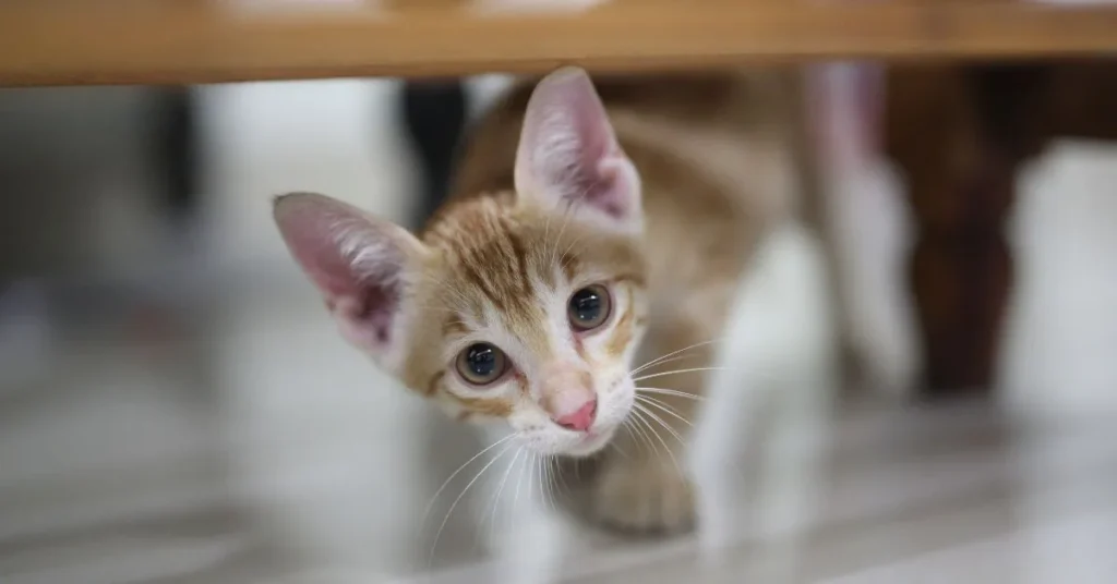 Photography Puns for Pets