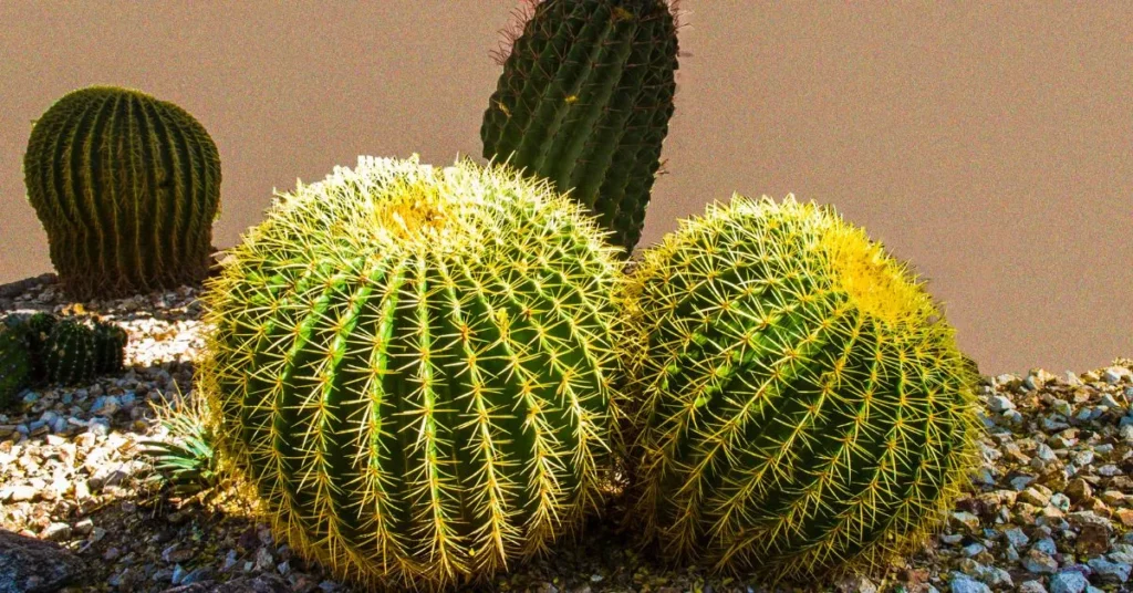 Short Cactus Puns for Instagram