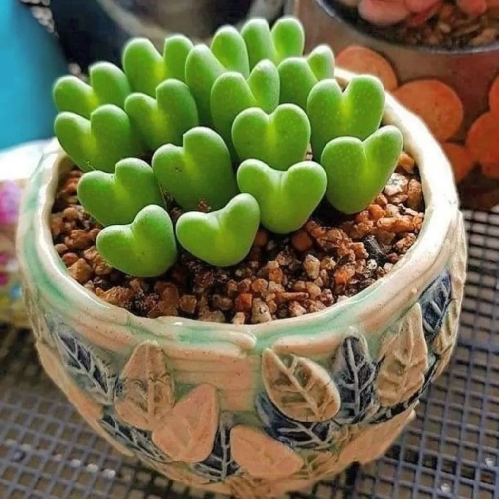 Succulent Love Puns