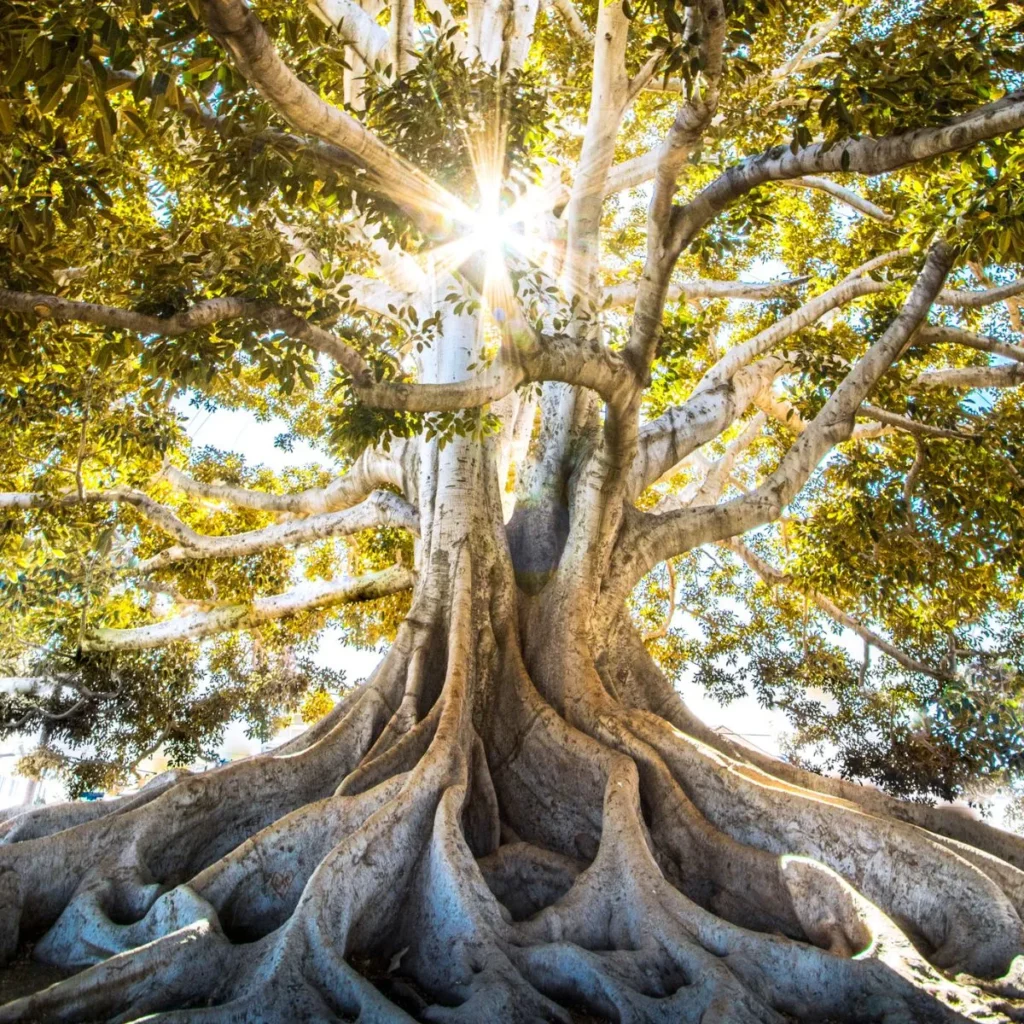 Tree Puns for Instagram Captions