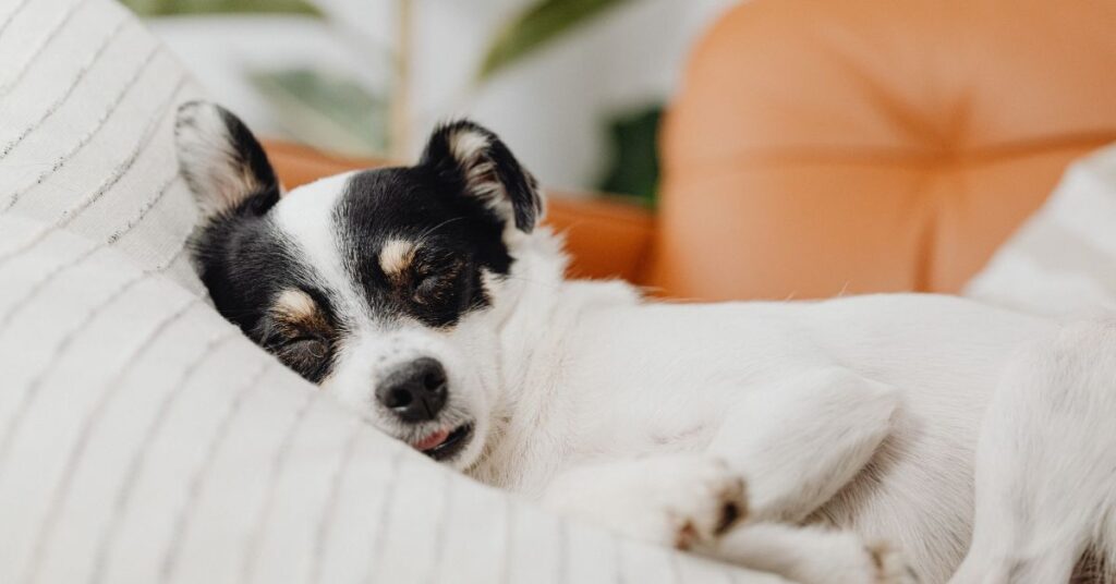 Funny Sleep Quotes & Puns for Instagram Captions