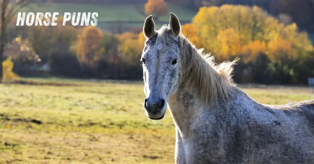 Horse Puns
