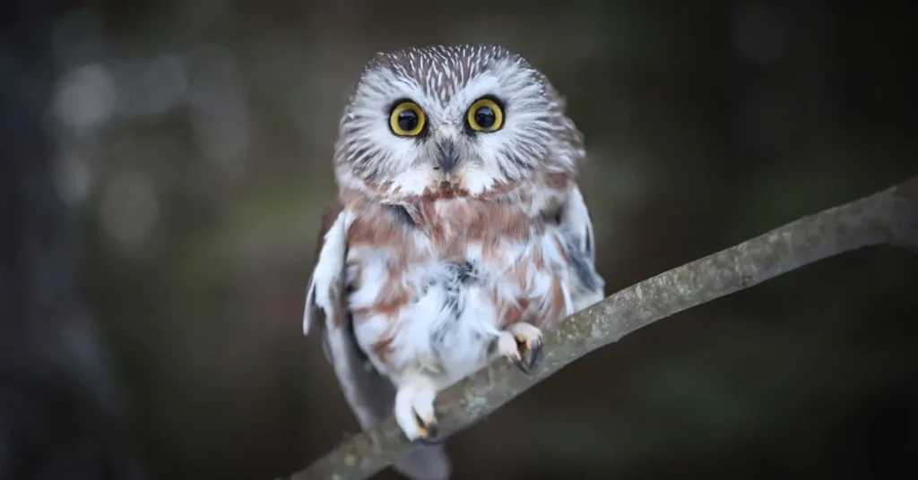 Cute Owl Puns for Instagram Captions