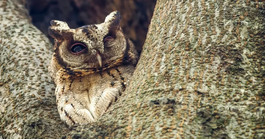 Holiday & Seasonal Owl Puns