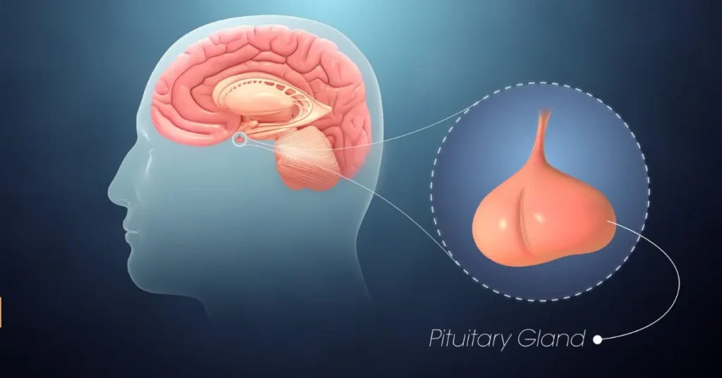The Pituitary Gland