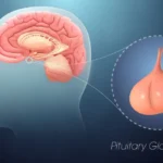 The Pituitary Gland